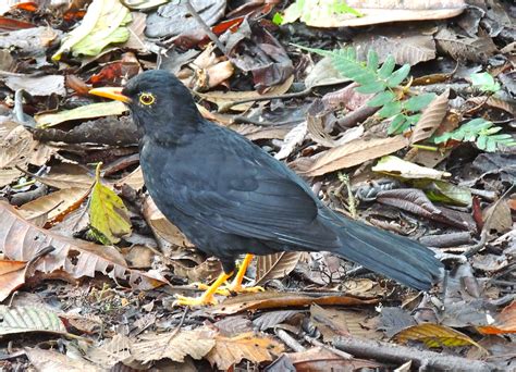 Glossy-black Thrush | Ecuador has quite a few thrush species… | Flickr