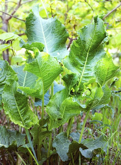 Horseradish Plant Companions: What Grows Well With Horseradish Plants | Companion gardening ...