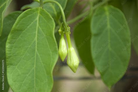 Organic food flower of Loroco. Guatemala. Fernaldia pandurata. Stock Photo | Adobe Stock