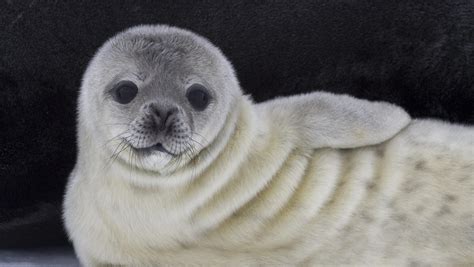 Young Weddell seals learn how to survive from their mothers - Earth.com