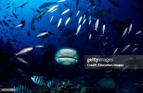 19 Ganges Shark Stock Photos, High-Res Pictures, and Images - Getty Images