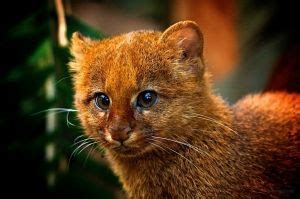 Jaguarundi kitten | Cute animals, Unique animals, Cats and kittens