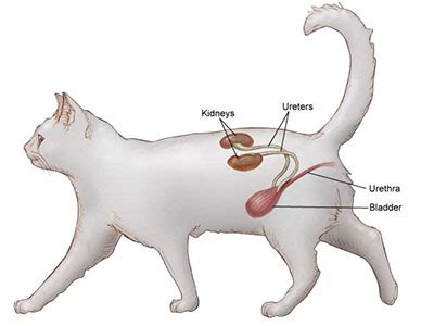 Feline Lower Urinary Tract Disease | Cornell University College of Veterinary Medicine