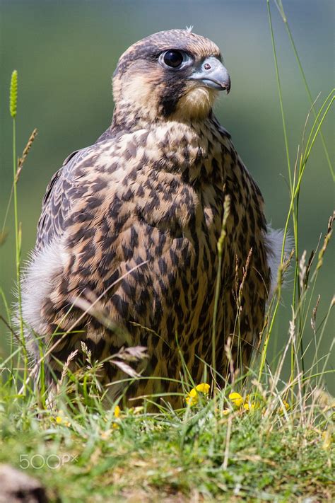 Peregrine falcon - Juvenile Peregrine. | Peregrine falcon, Peregrine, Falcon