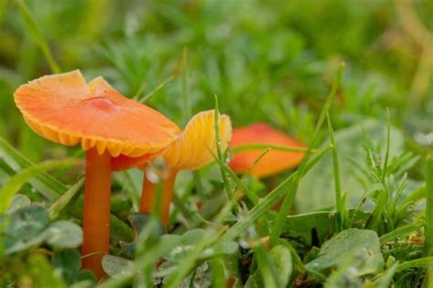 Orange Mushroom Identification: 11 Common Varieties