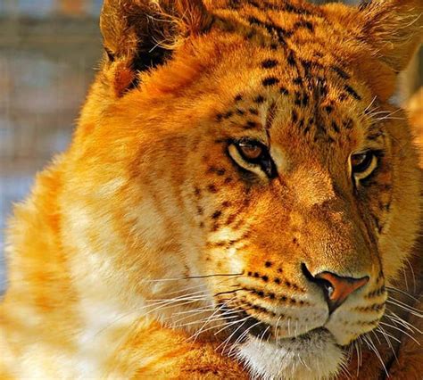 a close up of a tiger laying on the ground