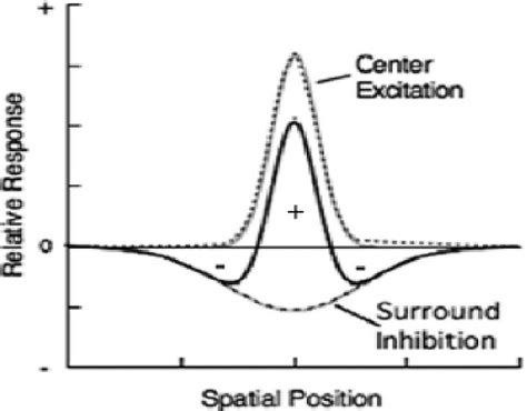 Receptive field model illustrating relative sensitivity as a function ...