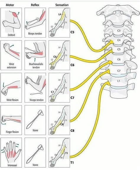 Medical Contents on Instagram: “Learning about myotomes of upper limb ...