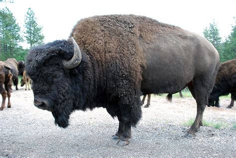 American Bison | Close view of a wild American buffalo. | Andrea Church ...