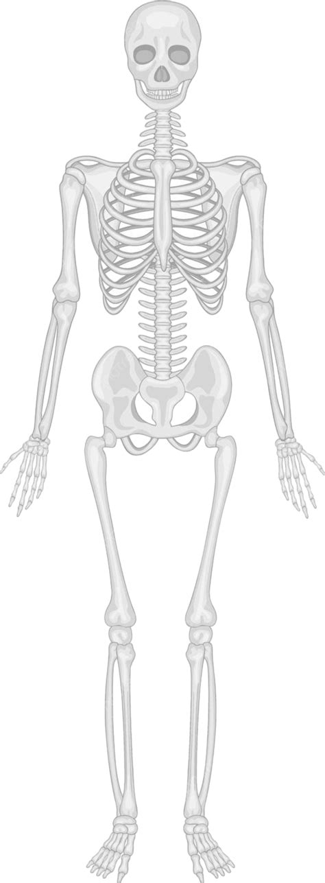 Skeletal System Anatomical Medical Spinal Vector, Anatomical, Medical ...