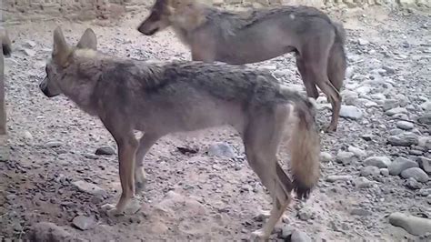 Arabian Wolf (Canis lupus arabs) at Arabia's Wildlife Center, Sharjah ...