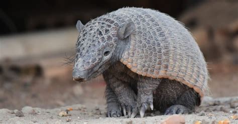 Are Armadillos Dangerous? - IMP WORLD