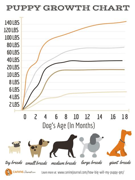 all-dog-weight-growth-chart | Black Labrador Dog