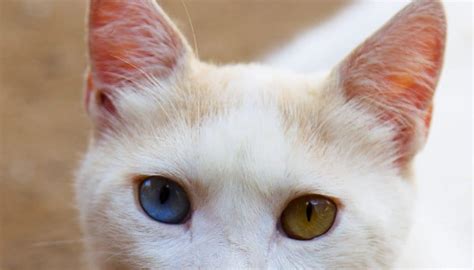 10 Fun Facts About White Cats You Might Not Know