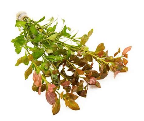 Ludwigia Repens Plant Care: A Guide to Growth and Maintenance - AquariumStoreDepot