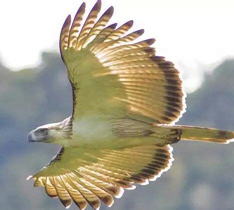 PHILIPPINE EAGLE....aka the monkey eating eagle....one of the world's rarest birds of prey ...