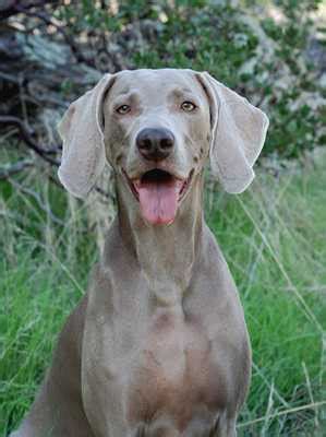 The Weimaraner Temperament - Get to know “the Gray Ghost”