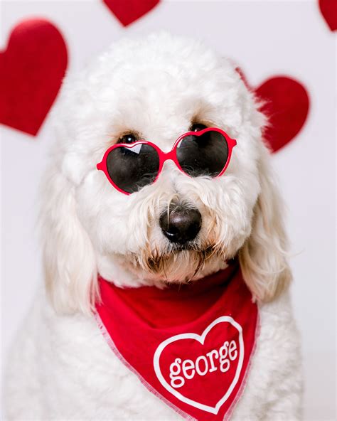 Dog portraits | Dog photoshoot, Valentines day dog, Dog photoshoot pet ...