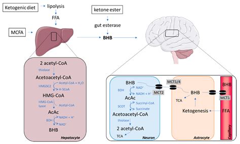 Are Ketones Bad For Kidneys - HealthyKidneyClub.com