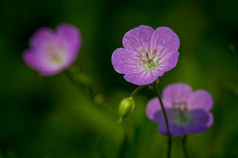 American Cranesbill Herb - Uses And Side Effects