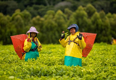 Plantation Tours - Magwa & Majola Black Tea | Tea Estate & Tea Supplier Eastern Cape | Magwa