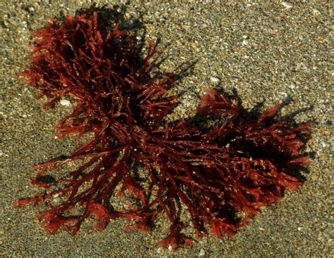 Red Seaweed by Matthew-Beziat on DeviantArt