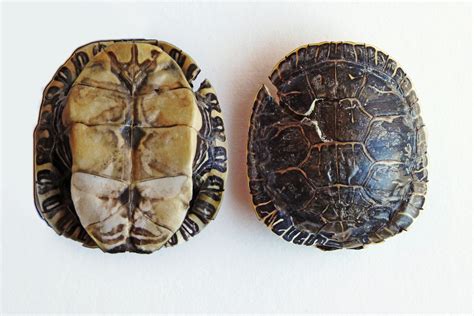 western painted turtle shell | STILL