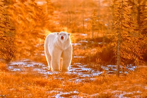 Polar bear in fall snow skiff at Dymond Lake. The Story Behind The Photo.