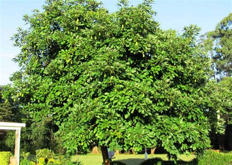 Growing avocado trees indoors 🥑 🏠 A step-by-step beginner's guide