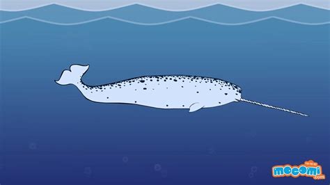 11 Facts about Narwhals - Narwhal Whale Fun Fact for Kids | Educational Videos by Mocomi Kids ...