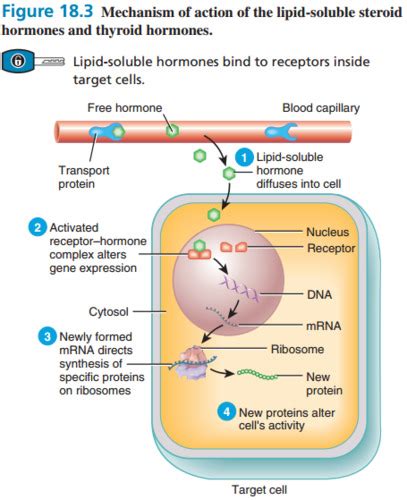 Which Hormones Are Lipid Soluble - cloudshareinfo