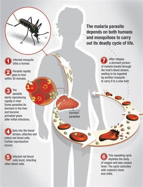 Malaria Prevention - Nova Travel Clinic