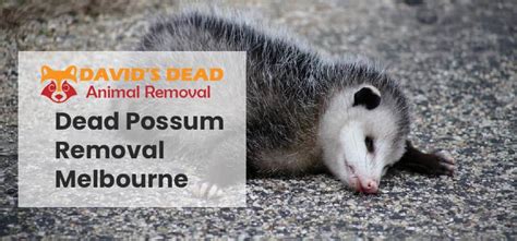 Dead Possum Removal Melbourne | 0488 851 508 | 24*7 Services