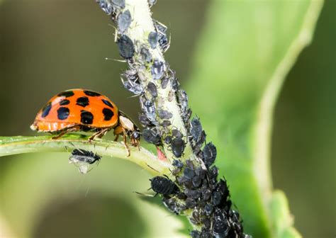 Do Ladybugs Eat Aphids? (Revealed!) | Pests Banned