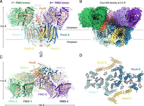 Cryo-EM structure of the whole photosynthetic reaction center apparatus from the green sulfur ...