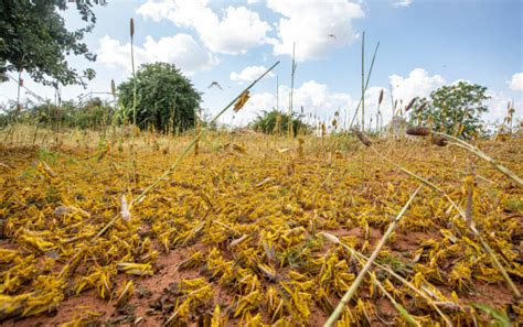 Second African locust swarm of the year 20 times bigger than the first | Ars Technica