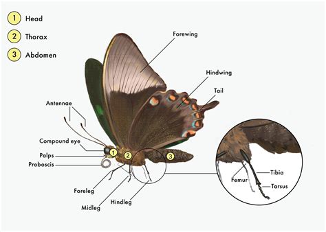 All About Butterflies - Cambridge Butterfly Conservatory