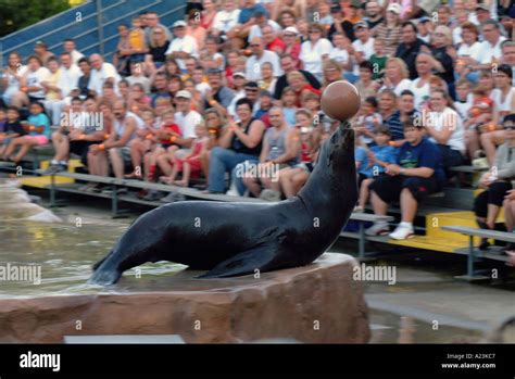 Sea lion ball clapping hi-res stock photography and images - Alamy