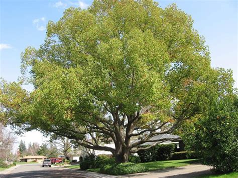 The Camphor Tree - Everything You Need To Know – MK Library