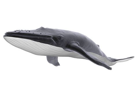 Blue Whale 3D model | CGTrader