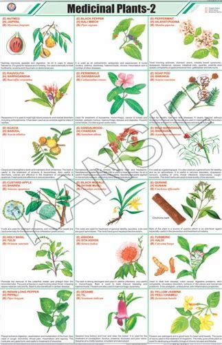 Full Color Art Paper Laminated Medicinal Plants -II For General Chart, Size: 58X90 Cm at Rs 160 ...