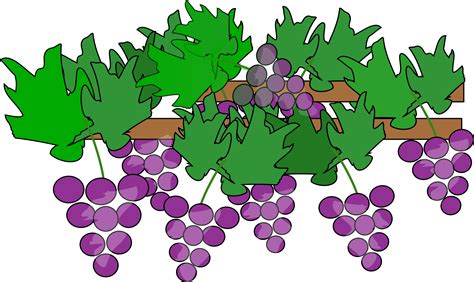 grapes plant clipart - Clipground