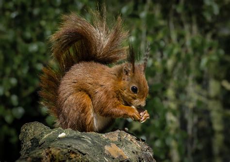 Autumn Wildlife Watching in Lancashire | Moss Wood Caravan Park