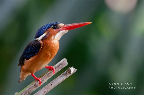 Blue Eared Kingfisher Singapore | www.kenniepan.com