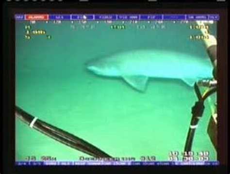 6 gill shark rare from what i hear - YouTube