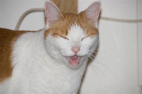 Laughing Cat - Pentax User Photo Gallery