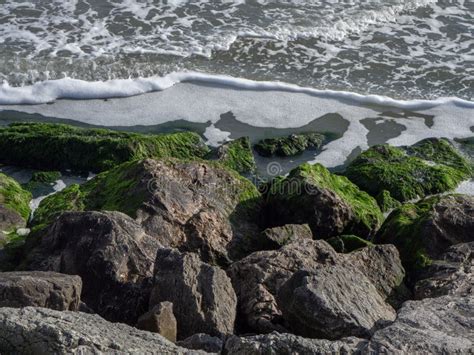 Seashore Rocks Texture Close-up. Natural Stone Background Green Color Toned Stock Photo - Image ...