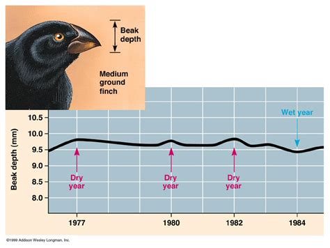 Use of bird feeders may be influencing the length of bird beaks, in a ...