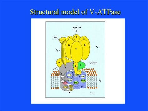 Structure determination of membrane peptides of the Vacuolar ATP-ase ...