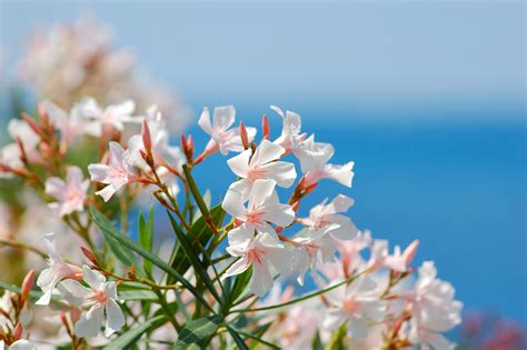 Oleander | Pet Poison Helpline